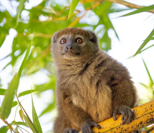 Lemur perched on a branch of Golden Bamboo