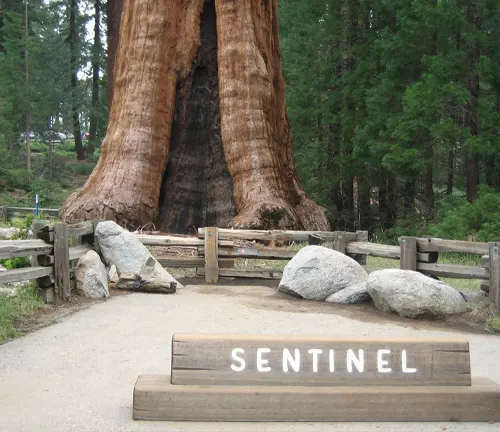 Base of General Sherman Tree with ‘Sentinel’ sign