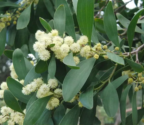 Acacia melanoxylon
(Blackwood)