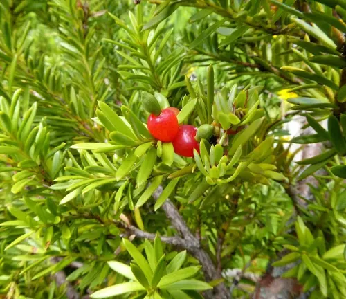 Podocarpus laetus
(Mountain Totara)