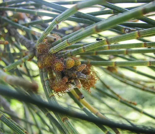 Allocasuarina luehmannii
(Australian Buloke or Silky Oak)