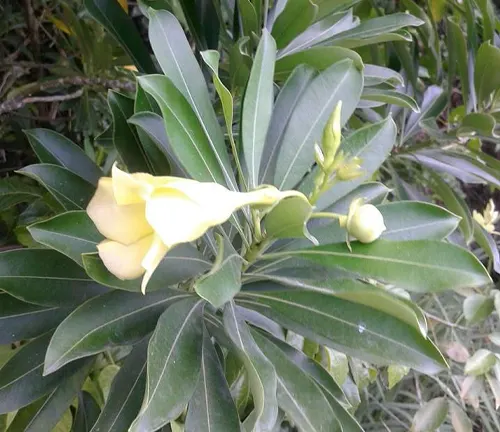 Thevetia gaumeri
(Yellow Oleander or Mexican Oleander)
