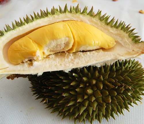 Close up of a cut open Durio zibethinus, or durian, revealing its creamy yellow flesh
