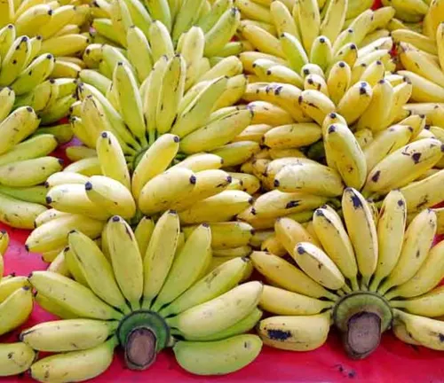 Pile of yellow Musa acuminata bananas with black spots, arranged in bunches on a red background