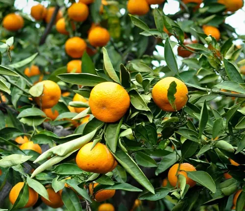 Close-up view of ripe Citrus reticulata (mandarins) hanging from a tree with glossy green leaves