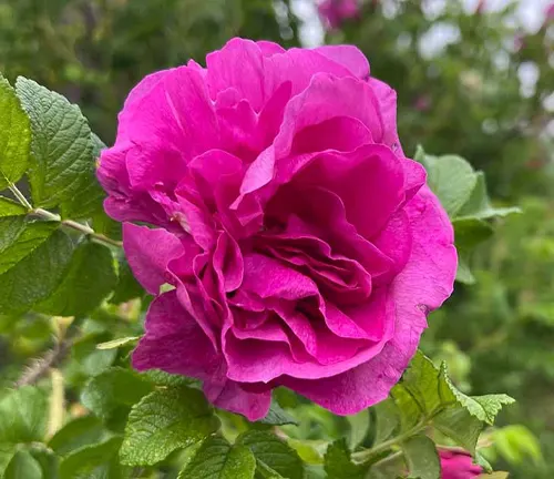 Close up of a blooming pink Rosa rugosa flower surrounded by green leaves