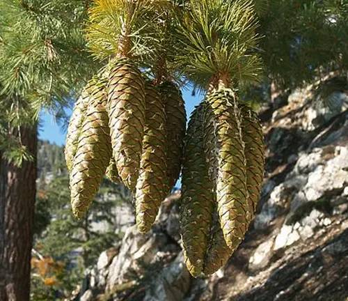 Close-up of golden brown Sugar Pine cones hanging from green, needle-like tree branches against a rocky cliff face