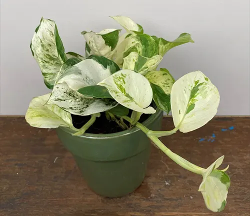 Epipremnum aureum
(Devil's Ivy or Golden Pothos)