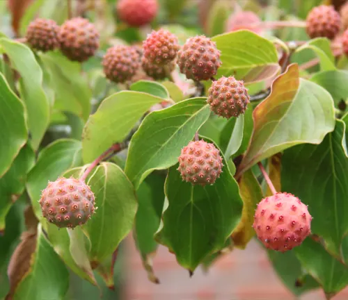 Cornus kousa
