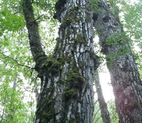 Black Cottonwood
(Populus balsamifera ssp. trichocarpa)