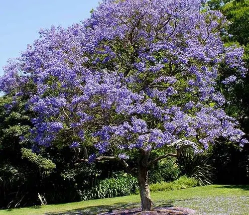 Jacaranda acutifolia