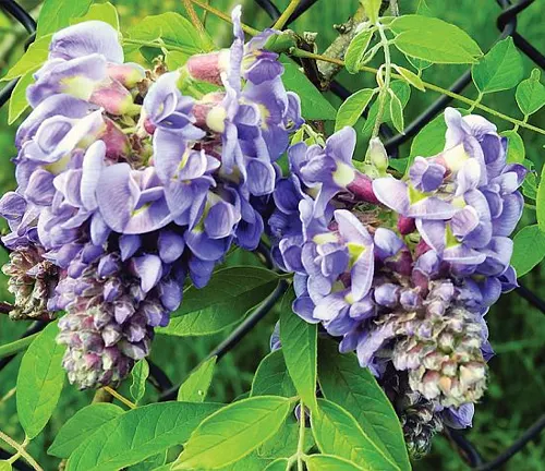 American Wisteria
(Wisteria frutescens)