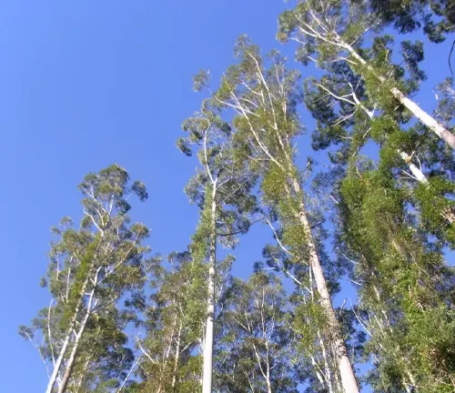 Eucalyptus grandis