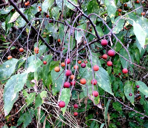 Celtis laevigata
(Sugarberry)