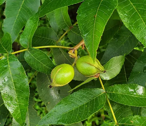 Mockernut Hickory
(Carya tomentosa)