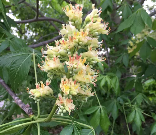 Texas Buckeye
(Aesculus glabra var. arguta)