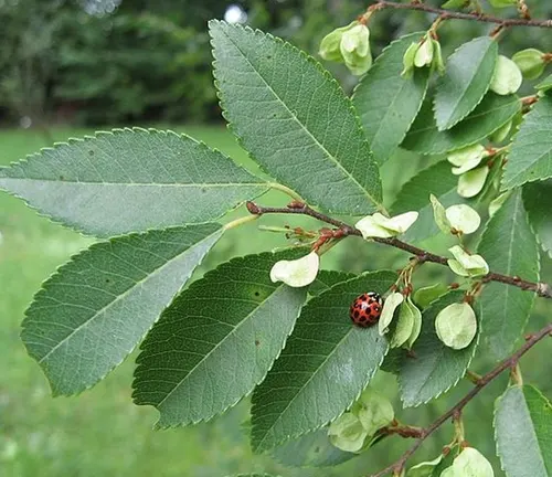 Chinese Elm
(Ulmus parvifolia)