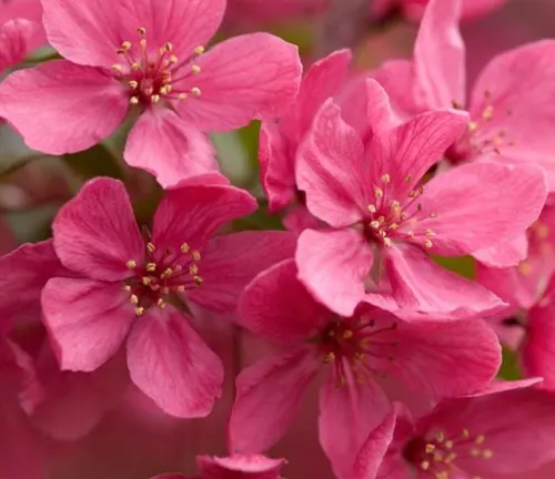 Malus 'Prairifire'
(Prairifire Crabapple)