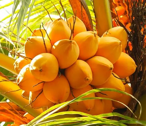King Coconut
(Cocos nucifera var. aurantiaca)