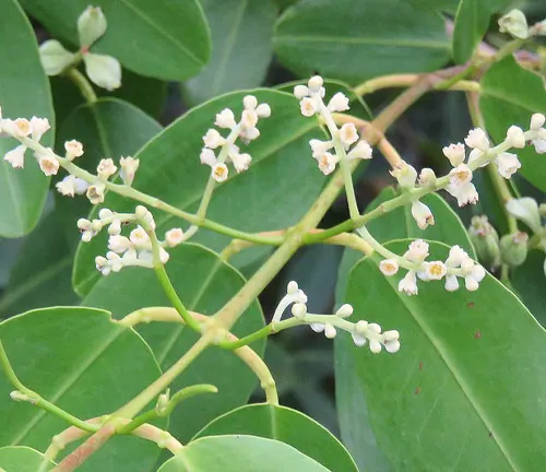White Mangrove
(Laguncularia racemosa)