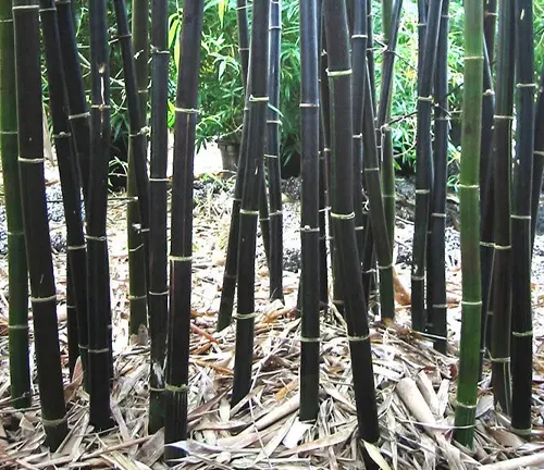Black Bamboo
(Phyllostachys nigra)