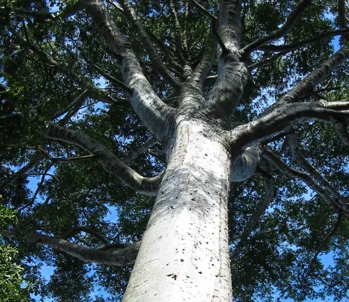 Agathis robusta
(Queensland Kauri)