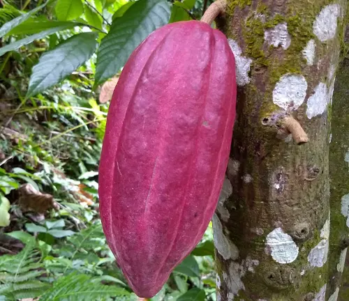 Trinitario
(Theobroma cacao var. trinitario)