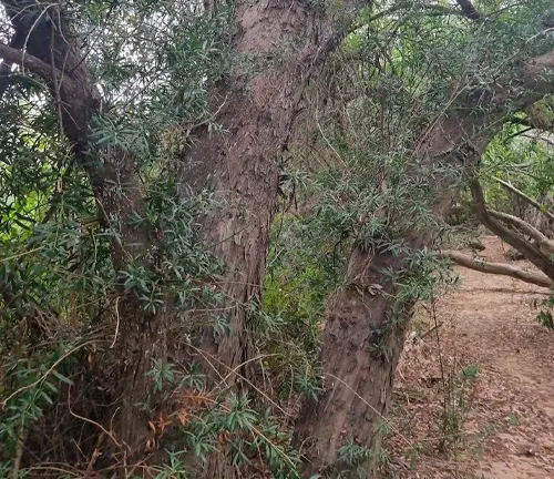 Real Yellowwood
(Podocarpus elongatus) 