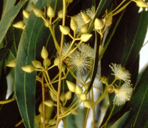Eucalyptus camaldulensis subsp. simulata