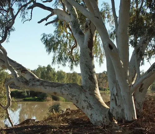 Eucalyptus camaldulensis
(River Red Gum)