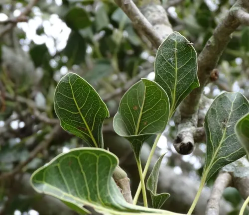 Bengal Fig
(Ficus benghalensis var. krishnae)