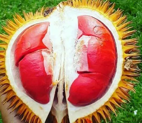 Close up of a cut open Durio graveolens fruit revealing its red flesh in a grassy field