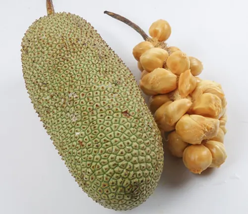 Whole Artocarpus integer fruit and a bunch of its seeds on a white background