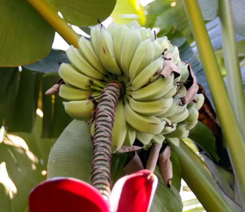 Close-up of a bunch of green bananas on a Musa balbisiana plant, with a partially visible red flower in the foreground