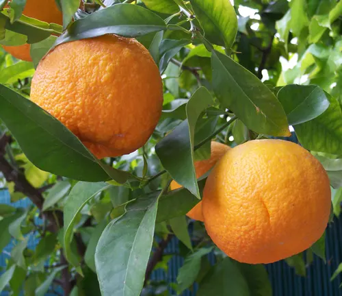 Two Citrus aurantium (bitter oranges) hanging from a tree with dark green leaves against a blue fence