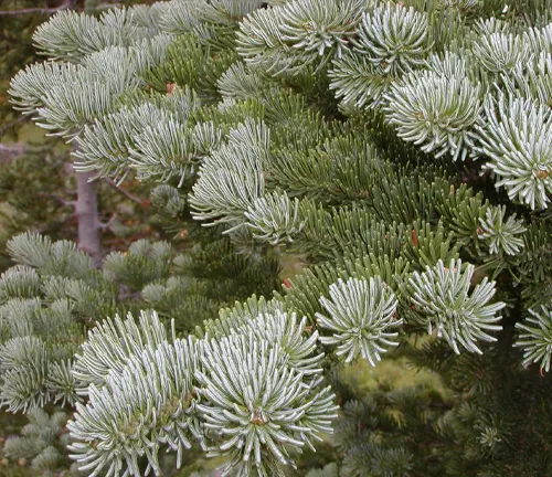 Close-up of Abies grandis tree branches covered in short, densely packed green needles with a slight blue tint