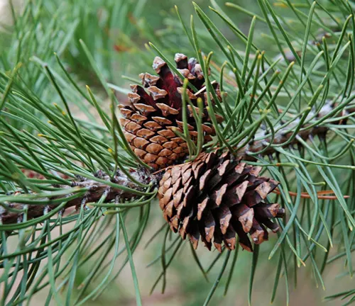 Close-up of two mature brown Lodgepole Pine cones on a branch with green needles, set against a blurred forest background