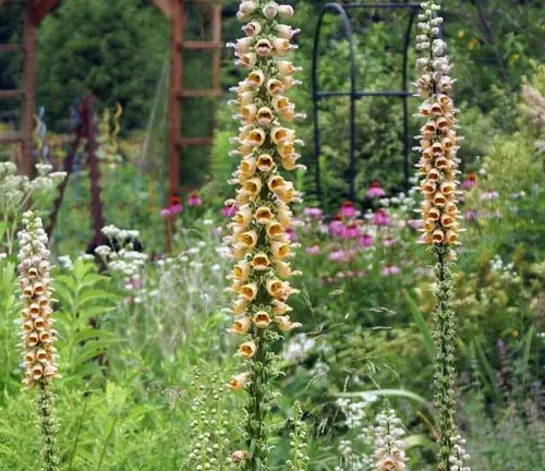 Digitalis ferruginea plants with tall flower spikes in a garden setting