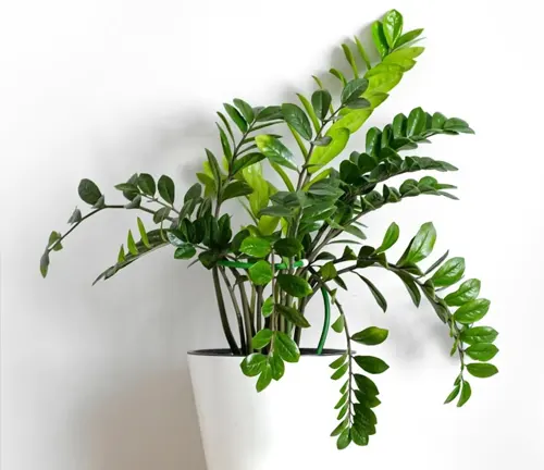 Zamioculcas zamiifolia
(ZZ Plant)