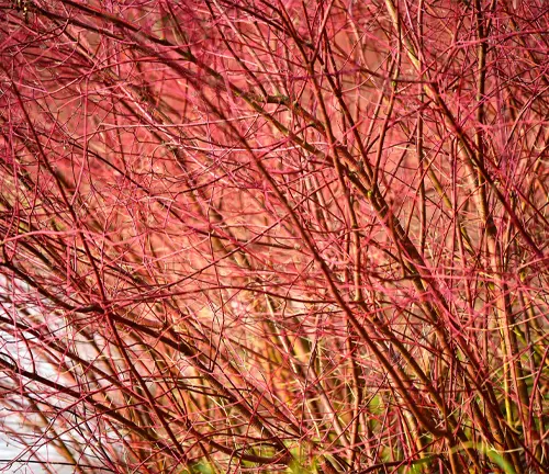 Cornus sericea
