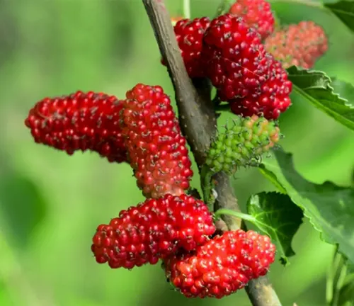 Morus rubra
(Red Mulberry)