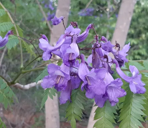 Jacaranda cuspidifolia
