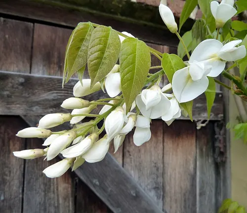 Silky Wisteria
(Wisteria venusta)