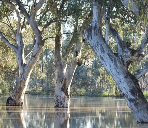 Eucalyptus camaldulensis