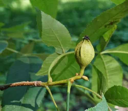 Bitternut Hickory (Carya cordiformis)