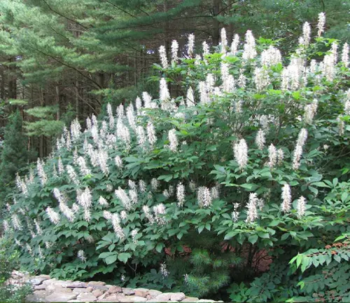 Bottlebrush Buckeye
(Aesculus parviflora)