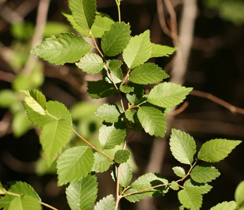 Siberian Elm
(Ulmus pumila)