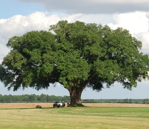 Live Oak
(Quercus virginiana)
