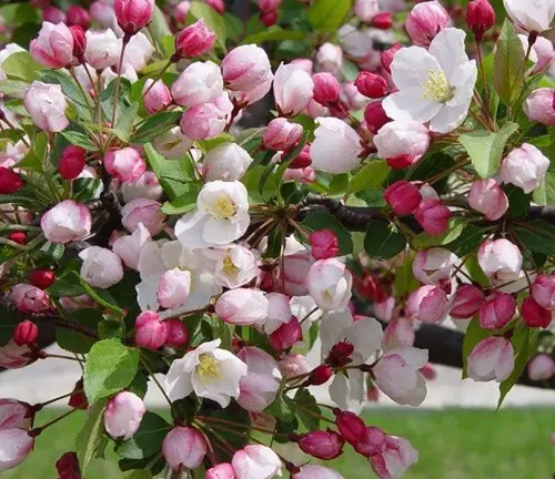 Malus sargentii
(Sargent Crabapple)