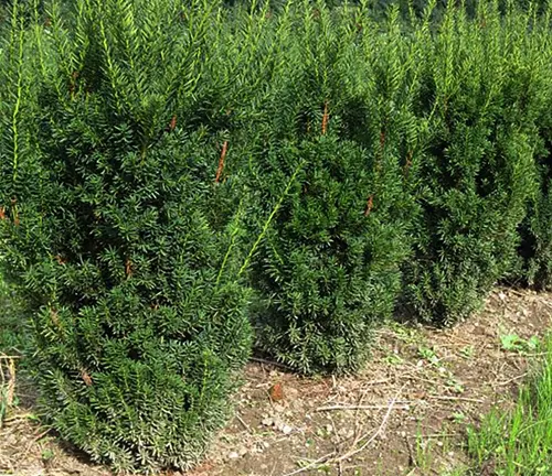 Taxus canadensis (Canadian Yew)